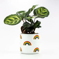 Elegant Home Decor Deals Store -Elegant Home Decor Deals Store Rainbow Icons on White Planter 115440 02